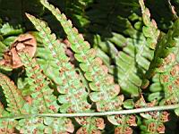 Fougere - Dryopteris Affinis subsp Cambrensis (fam Dryopteridacees) (Europe, Asie) (4) (Photo F. Mrugala)